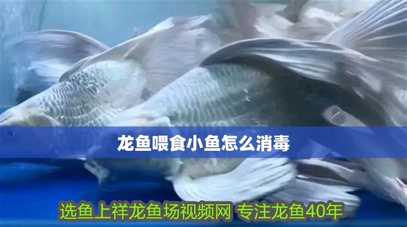 龍魚喂食小魚怎么消毒 龍魚百科 第2張 龍魚喂食小魚怎么消毒 龍魚喂食小魚怎么消毒 龍魚百科 第2張
