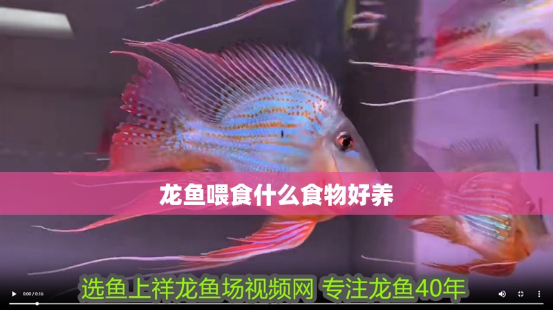 龍魚喂食什么食物好養