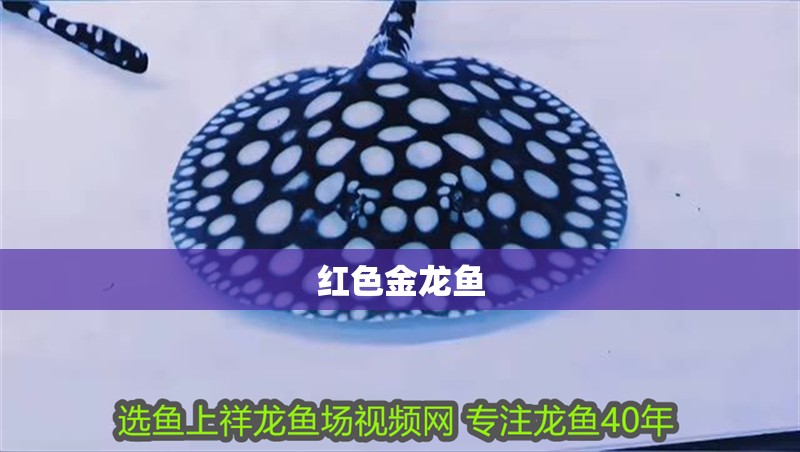 紅色金龍魚 紅色金龍魚 龍魚百科 第4張