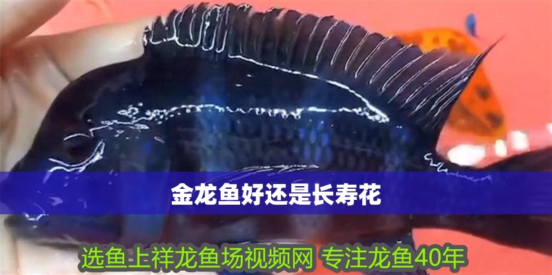 金龍魚好還是長壽花