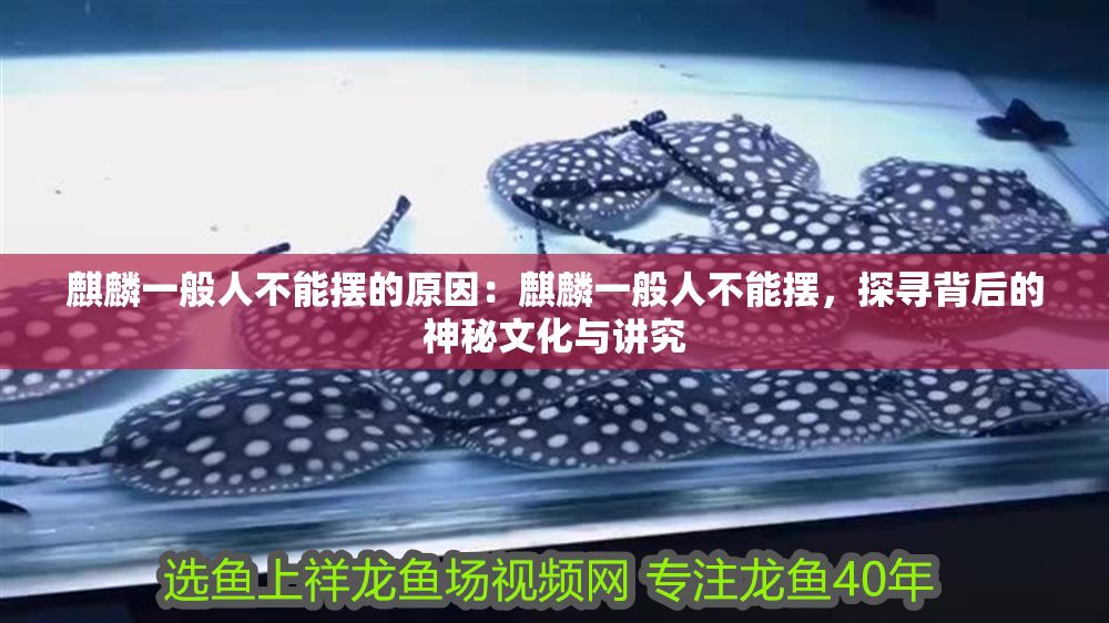 麒麟一般人不能擺的原因：麒麟一般人不能擺，探尋背后的神秘文化與講究