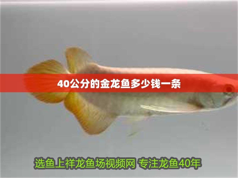 40公分的金龍魚多少錢一條