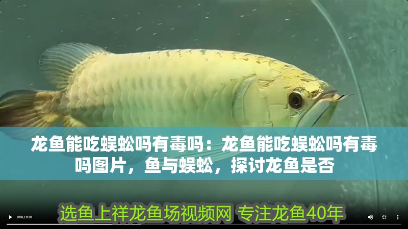 龍魚能吃蜈蚣嗎有毒嗎：龍魚能吃蜈蚣嗎有毒嗎圖片，魚與蜈蚣，探討龍魚是否