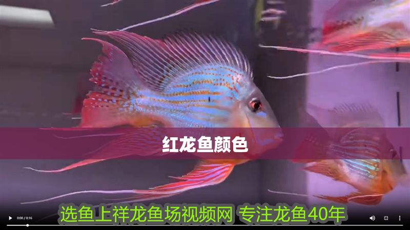 紅龍魚顏色