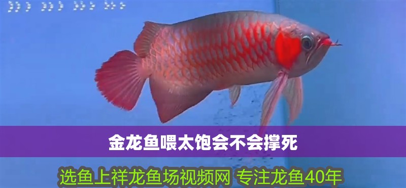 金龍魚喂太飽會不會撐死