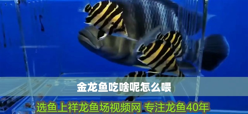 金龍魚吃啥呢怎么喂