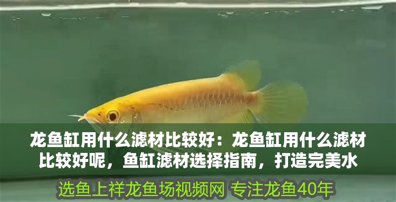 龍魚缸用什么濾材比較好：龍魚缸用什么濾材比較好呢，魚缸濾材選擇指南，打造完美水