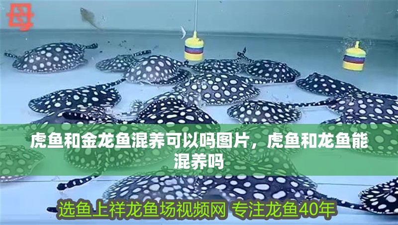 虎魚和金龍魚混養可以嗎圖片，虎魚和龍魚能混養嗎 虎魚和金龍魚混養可以嗎圖片，虎魚和龍魚能混養嗎 虎魚百科