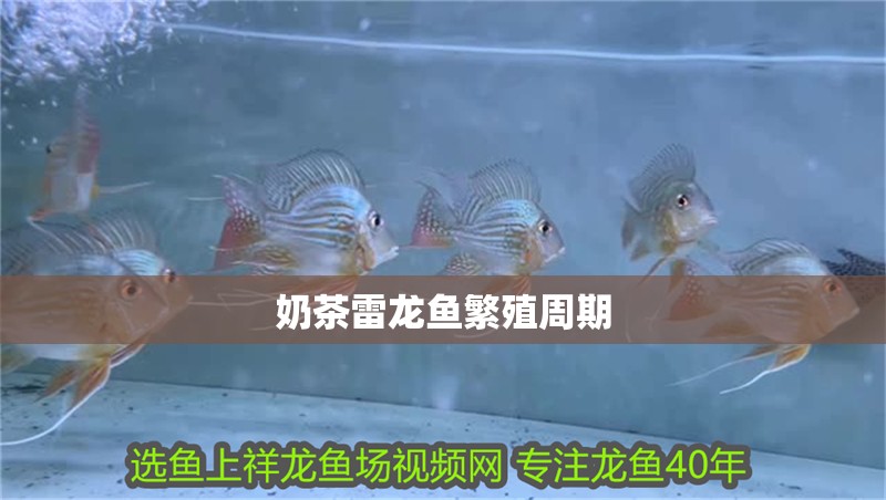 奶茶雷龍魚繁殖周期 奶茶雷龍魚繁殖周期 龍魚百科 第4張