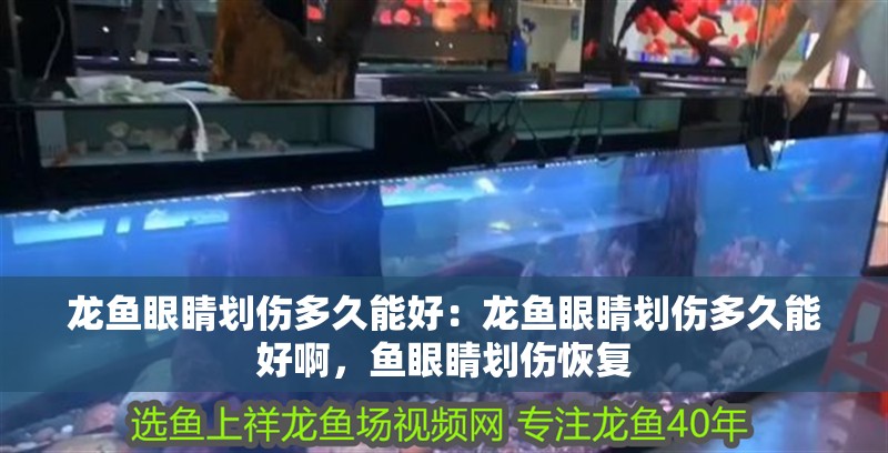 龍魚眼睛劃傷多久能好：龍魚眼睛劃傷多久能好啊，魚眼睛劃傷恢復(fù)