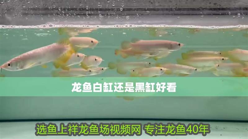 龍魚白缸還是黑缸好看 龍魚白缸還是黑缸好看 龍魚百科 第2張