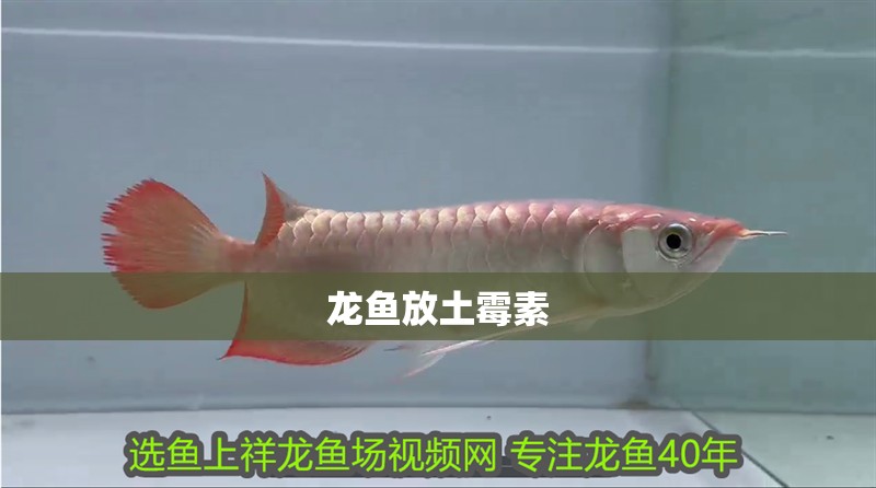 龍魚放土霉素