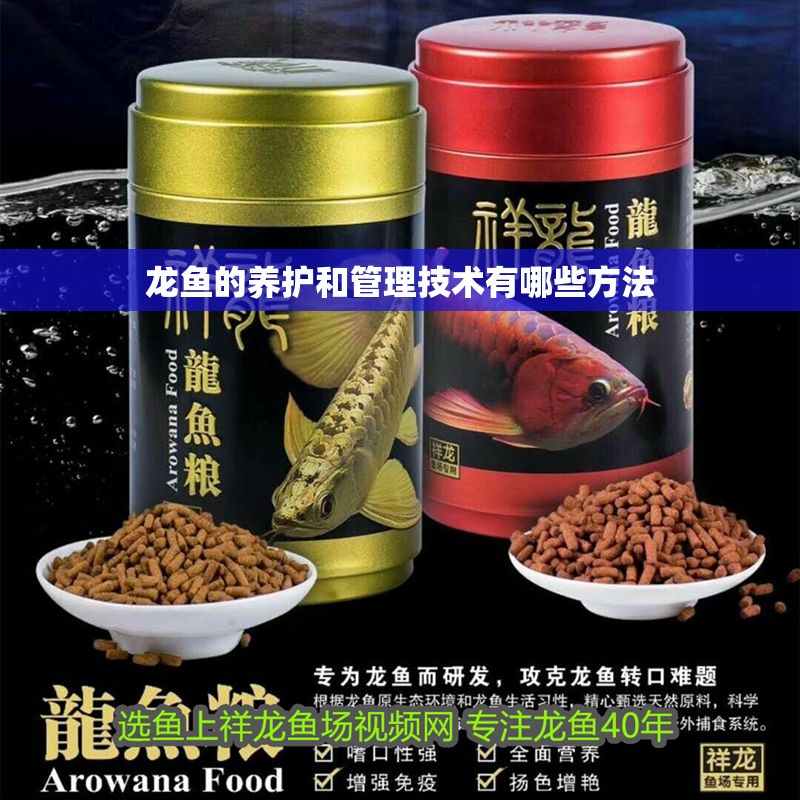 龍魚的養護和管理技術有哪些方法