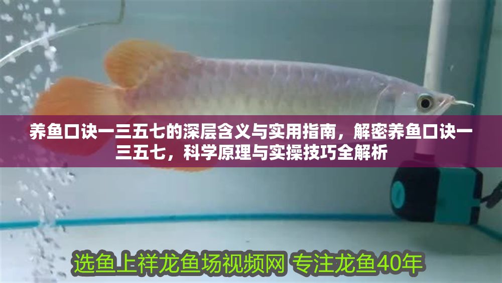 養魚口訣一三五七的深層含義與實用指南，解密養魚口訣一三五七，科學原理與實操技巧全解析