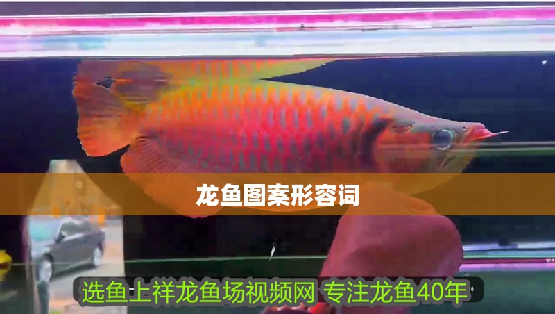 龍魚圖案形容詞