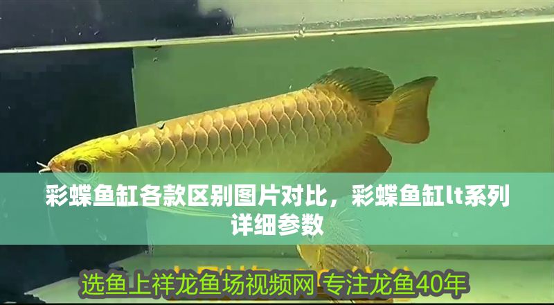 彩蝶魚缸各款區別圖片對比，彩蝶魚缸lt系列詳細參數