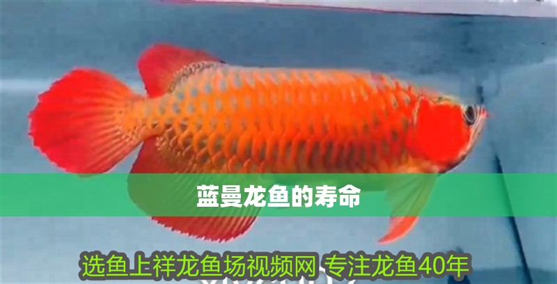 藍曼龍魚的壽命
