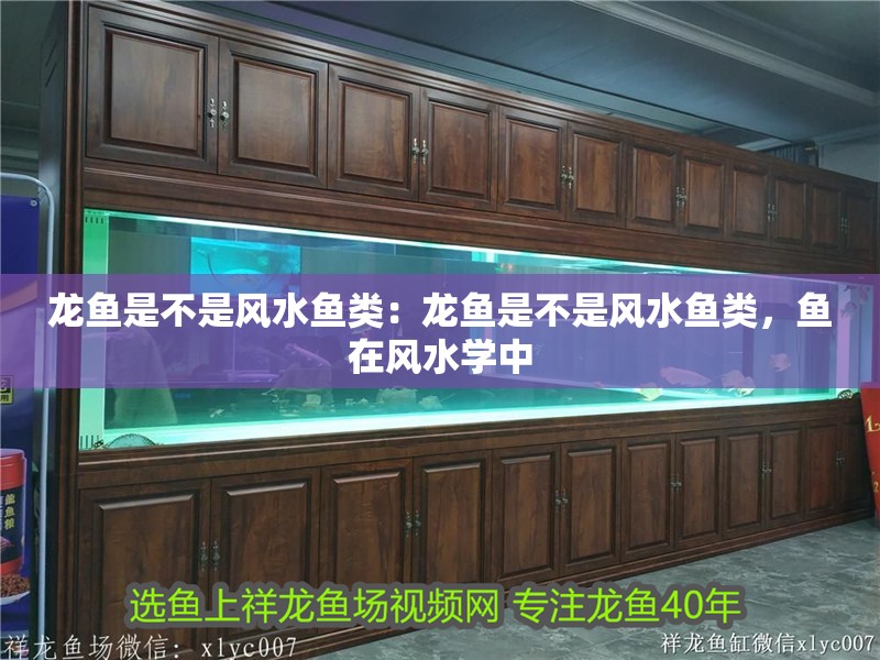 龍魚是不是風(fēng)水魚類：龍魚是不是風(fēng)水魚類，魚在風(fēng)水學(xué)中