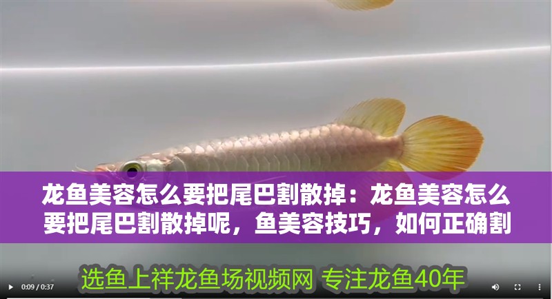 龍魚美容怎么要把尾巴割散掉：龍魚美容怎么要把尾巴割散掉呢，魚美容技巧，如何正確割散尾巴