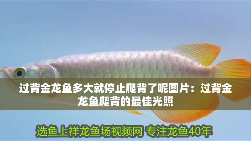 過背金龍魚多大就停止爬背了呢圖片：過背金龍魚爬背的最佳光照