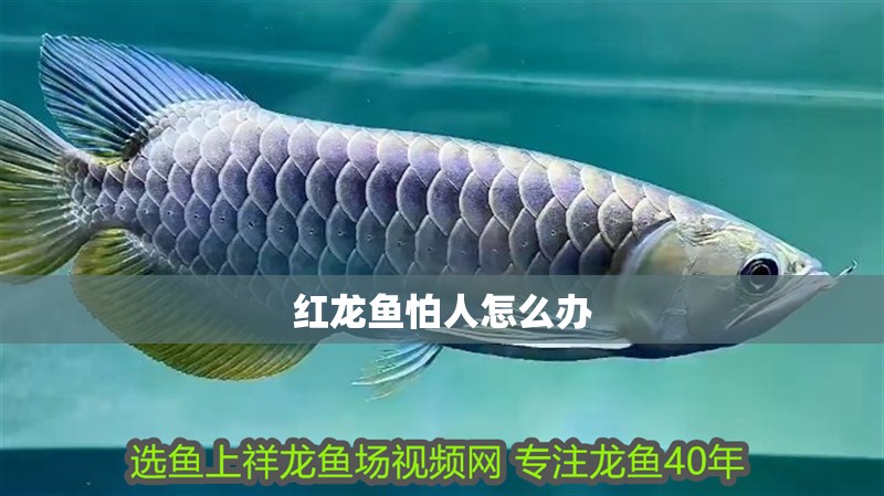 紅龍魚怕人怎么辦 紅龍魚怕人怎么辦 龍魚百科 第2張