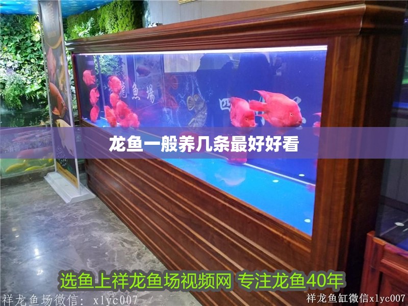 龍魚一般養幾條最好好看