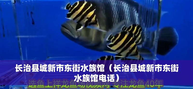 長治縣城新市東街水族館（長治縣城新市東街水族館電話） 長治縣城新市東街水族館（長治縣城新市東街水族館電話） 全國水族館企業名錄 第2張