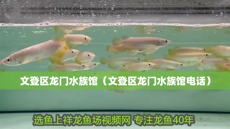 文登區龍門水族館（文登區龍門水族館電話）