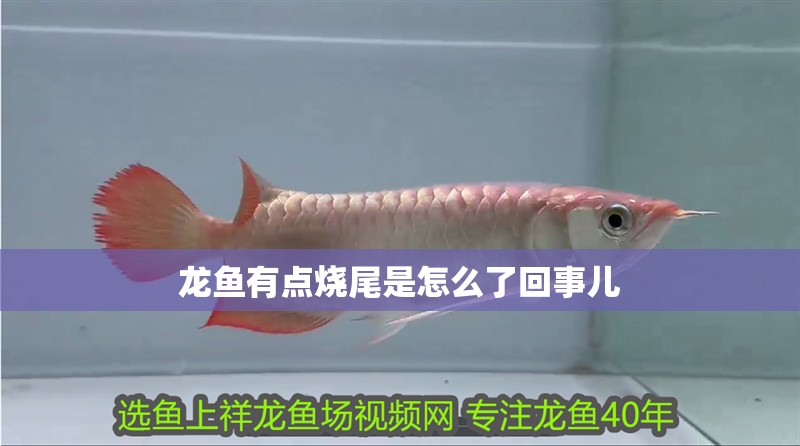 龍魚有點燒尾是怎么了回事兒