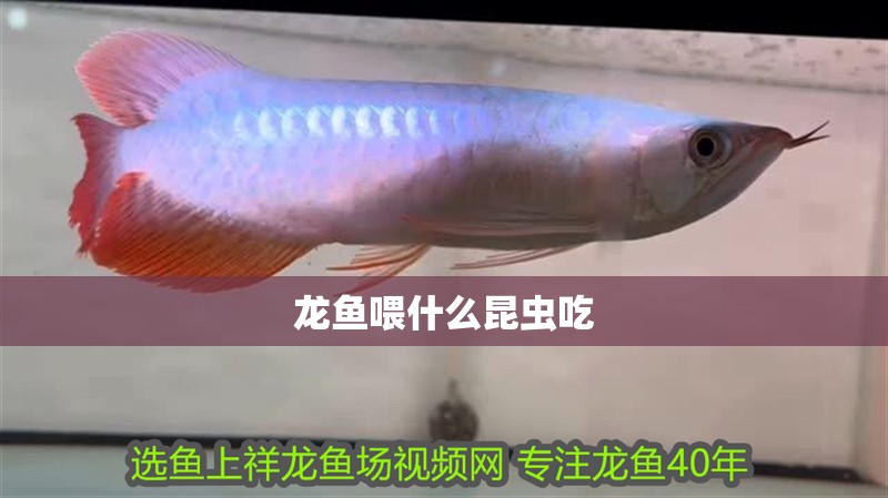 龍魚喂什么昆蟲吃