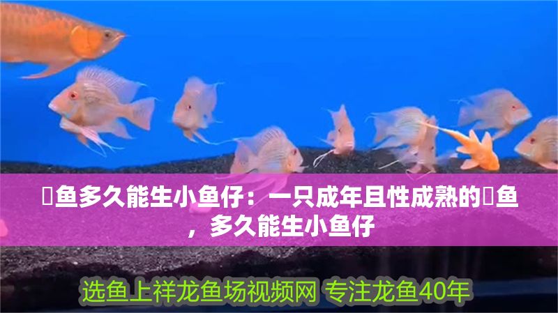 魟魚多久能生小魚仔：一只成年且性成熟的魟魚，多久能生小魚仔