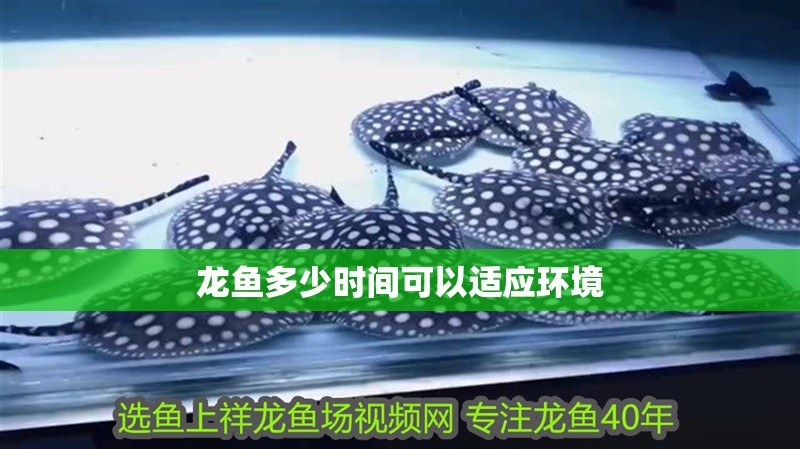 龍魚多少時間可以適應環境