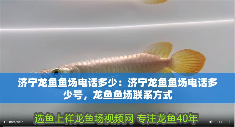 濟寧龍魚魚場電話多少：濟寧龍魚魚場電話多少號，龍魚魚場聯系方式