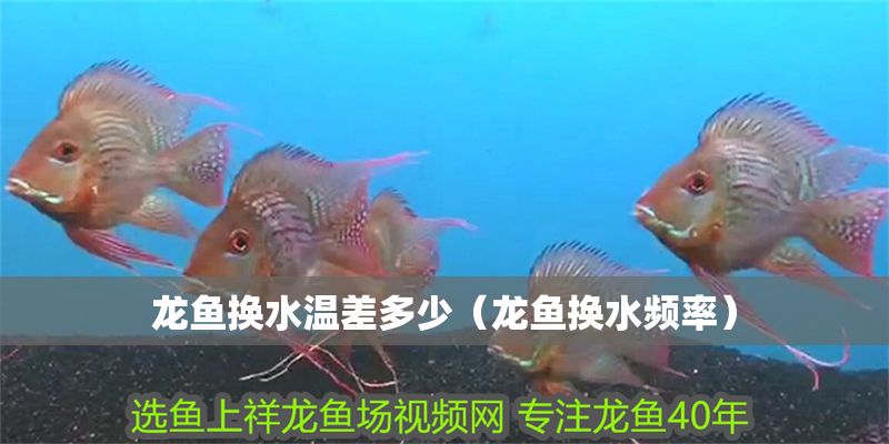 龍魚換水溫差多少（龍魚換水頻率）