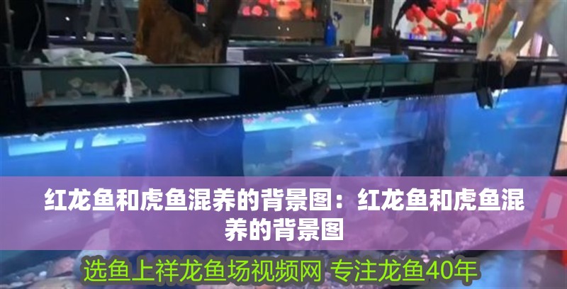 紅龍魚和虎魚混養的背景圖：紅龍魚和虎魚混養的背景圖