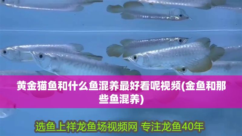 黃金貓魚和什么魚混養最好看呢視頻(金魚和那些魚混養) 黃金貓魚和什么魚混養最好看呢視頻(金魚和那些魚混養) 黃金貓魚百科 第1張