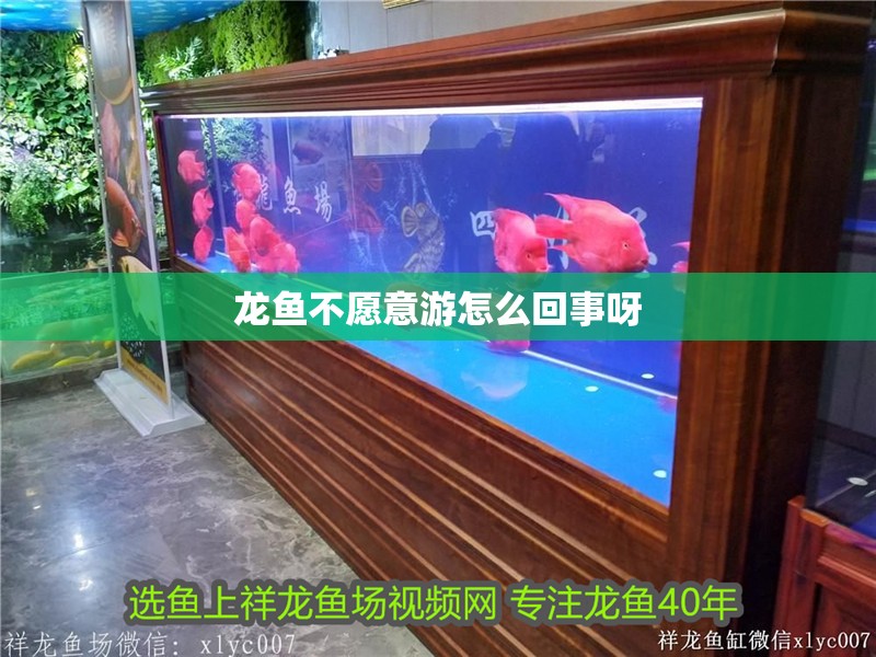 龍魚不愿意游怎么回事呀