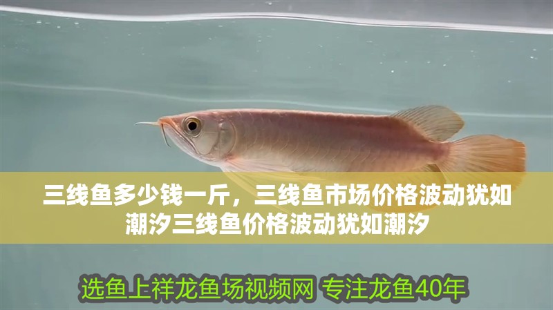 三線魚多少錢一斤，三線魚市場價格波動猶如潮汐三線魚價格波動猶如潮汐
