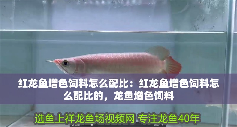 紅龍魚增色飼料怎么配比：紅龍魚增色飼料怎么配比的，龍魚增色飼料