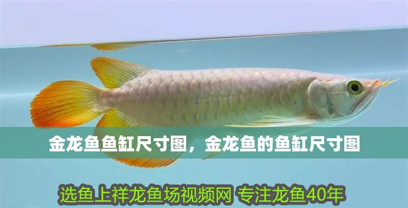 金龍魚魚缸尺寸圖，金龍魚的魚缸尺寸圖