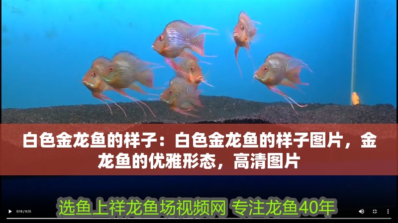 白色金龍魚的樣子：白色金龍魚的樣子圖片，金龍魚的優雅形態，高清圖片 白色金龍魚的樣子：白色金龍魚的樣子圖片，金龍魚的優雅形態，高清圖片 水族問答