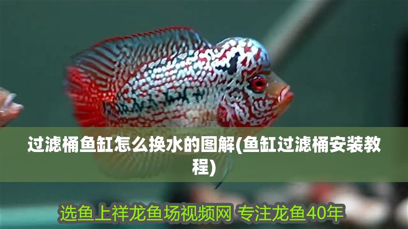 過濾桶魚缸怎么換水的圖解(魚缸過濾桶安裝教程) 過濾桶魚缸怎么換水的圖解(魚缸過濾桶安裝教程) 黃金貓魚百科 第1張