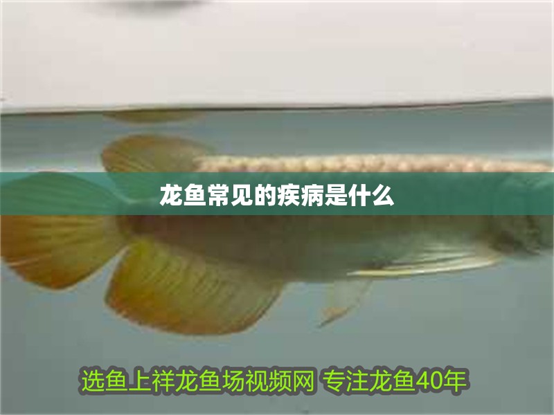 龍魚常見的疾病是什么