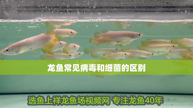 龍魚常見病毒和細菌的區別