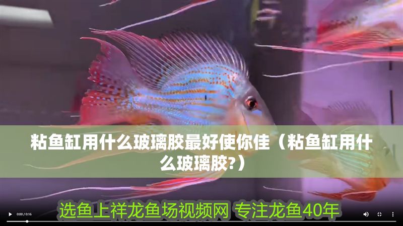 粘魚缸用什么玻璃膠最好使你佳（粘魚缸用什么玻璃膠?）