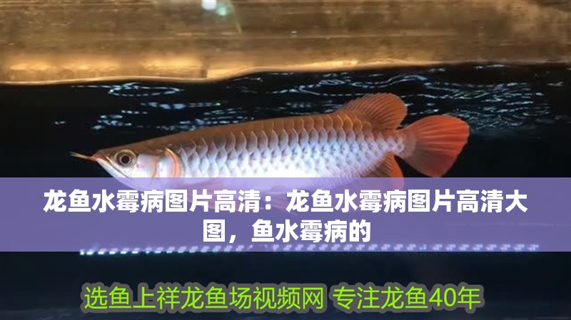 龍魚水霉病圖片高清：龍魚水霉病圖片高清大圖，魚水霉病的