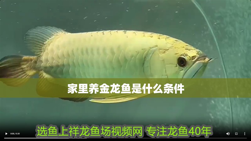家里養金龍魚是什么條件 家里養金龍魚是什么條件 龍魚百科 第2張