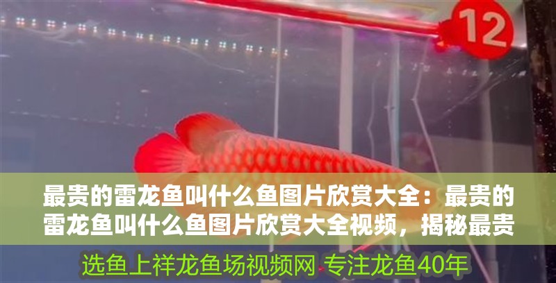 最貴的雷龍魚叫什么魚圖片欣賞大全:最貴的雷龍魚叫什么魚圖片欣賞大全視頻,揭秘最貴雷龍魚的神秘名稱與高清圖片欣賞 水族問答 最貴的雷龍魚叫什么魚圖片欣賞大全:最貴的雷龍魚叫什么魚圖片欣賞大全視頻,揭秘最貴雷龍魚的神秘名稱與高清圖片欣賞 最貴的雷龍魚叫什么魚圖片欣賞大全:最貴的雷龍魚叫什么魚圖片欣賞大全視頻,揭秘最貴雷龍魚的神秘名稱與高清圖片欣賞 水族問答