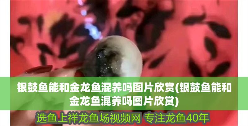 銀鼓魚能和金龍魚混養嗎圖片欣賞(銀鼓魚能和金龍魚混養嗎圖片欣賞)