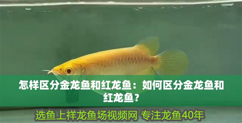 怎樣區分金龍魚和紅龍魚：如何區分金龍魚和紅龍魚？